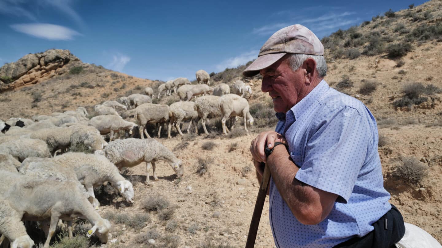 El pastor José Manuel García con sus ovejas en el campo de Belchite,,, Aragón (España).