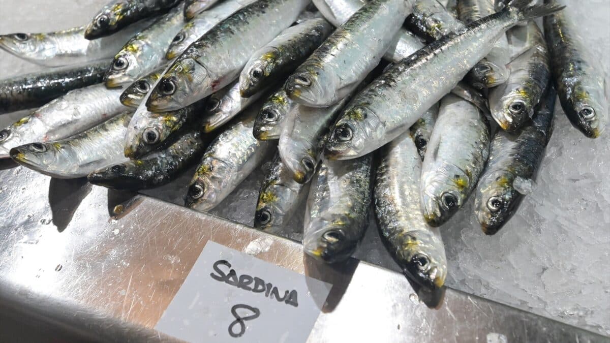 Sardinas en las pescaderías de la Praza de Lugo, en A Coruña, Galicia.