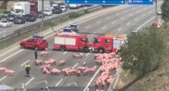 Un camión lleno de cerdos vuelca en la AP-7 y bloquea la autopista dejando 10 km de retenciones