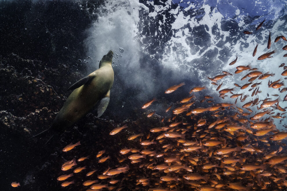 Red Curtain, 2021. Galápagos