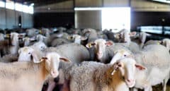 Villalpando vs. Las Avutardas: divorcio en la mayor cooperativa ovina de España