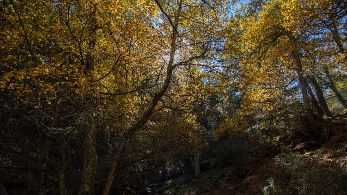 Abedular de Canencia (Madrid).