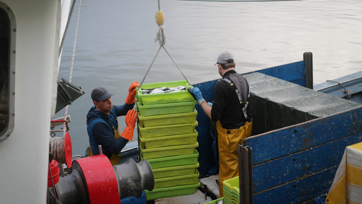 Pescadores junto a cajas con sardinas a su llegada a un puerto de Lugo.