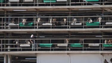 "Cowcaine": La nueva moda de envío de droga en barco-establo