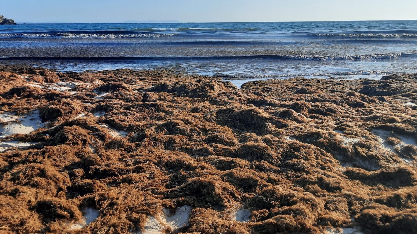 El alga asiática que destruye la pesca y estropea las playas en Cádiz