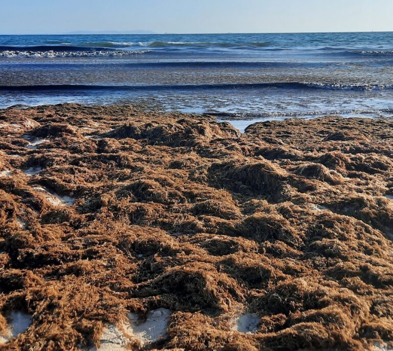El alga asiática que destruye la pesca y estropea las playas en Cádiz
