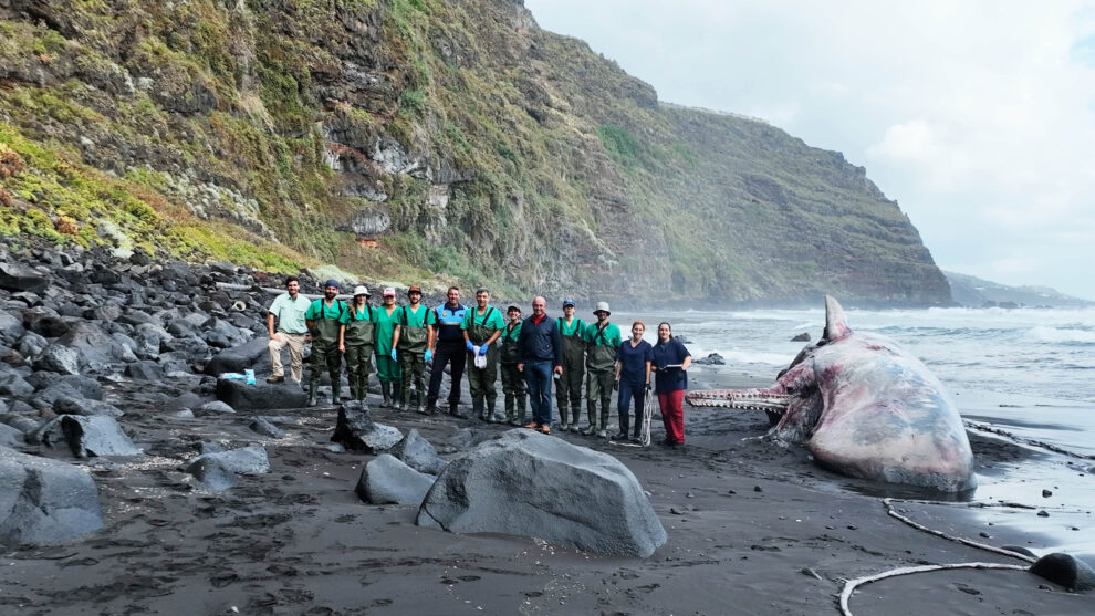 El equipo encargado de la autopsia del cachalote en Canarias.