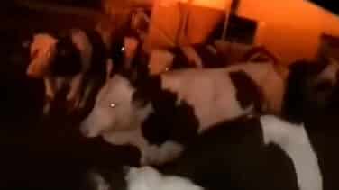 La Guardia Civil rescata a 110 terneros de un incendio en una granja de Huesca