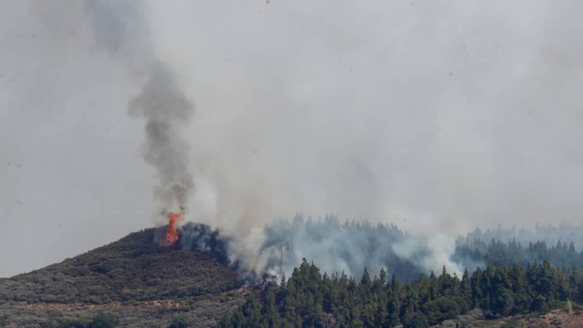El incendio que se ha declarado este martes en la cumbre de Gran Canaria en Los Llanos de la Pez, con dirección hacia el Pico de Las Nieves