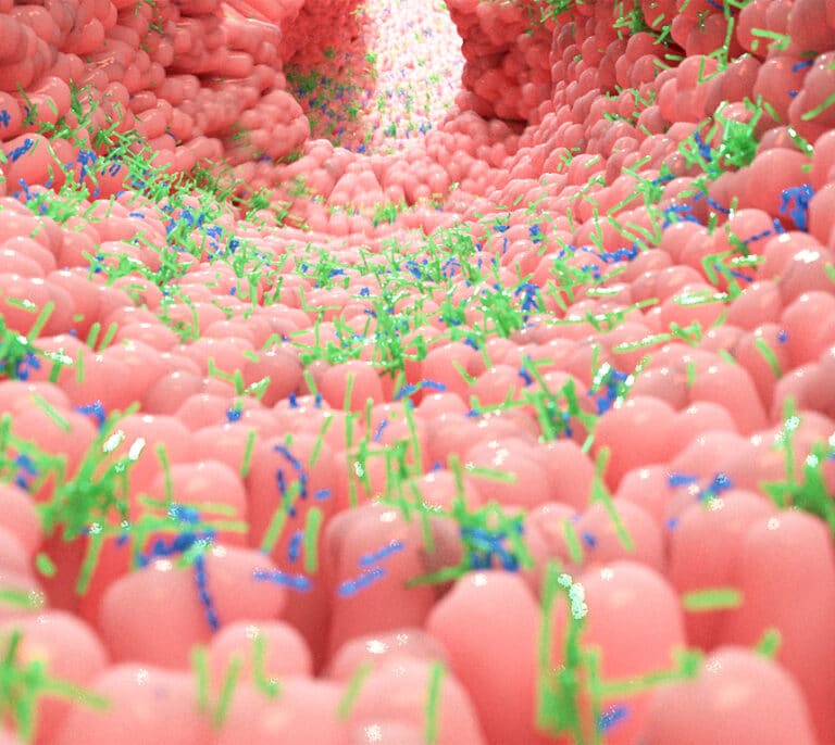La microbiota y la inulina presente en alcachofas o puerros reduce la gravedad de enfermedades hepáticas