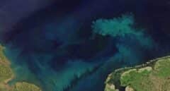 El océano se está tiñendo de un color verdoso a causa del cambio climático
