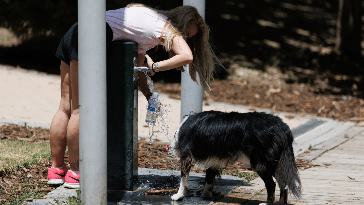 Una mujer y un perro cogen agua en una fuente por exceso de temperaturas que registran 344 muertes entre junio y julio de 2023