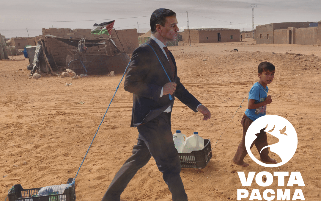 Fotomontaje del PACMA con Pedro Sánchez en los campamentos de refugiados saharauis de Tindouf (Argelia).