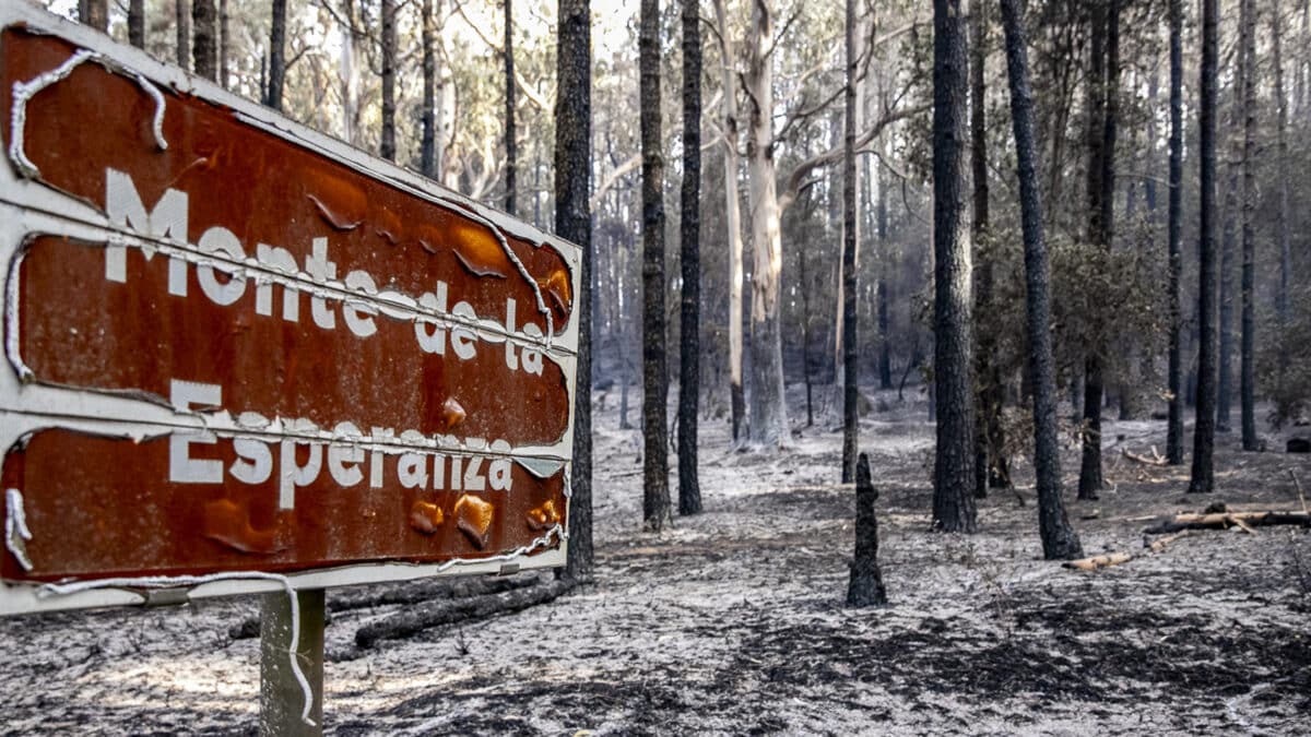 Estabilizado el incendio de Tenerife tras arrasar más de 14.700 hectáreas en nueve días