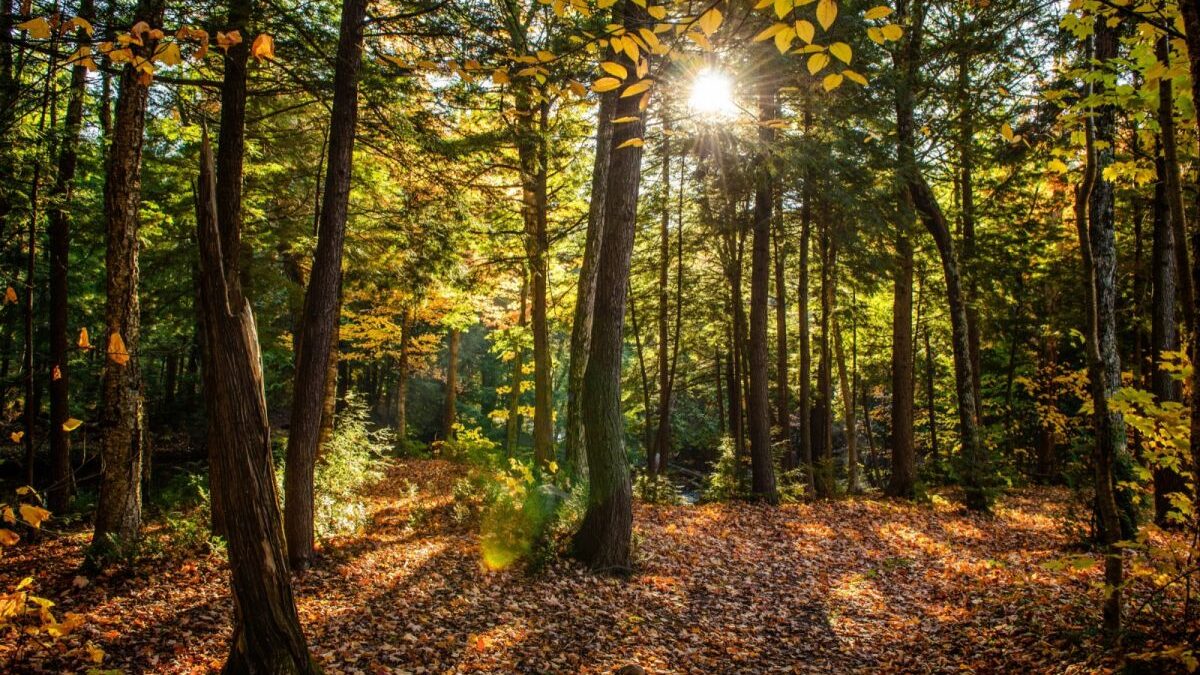 Fundación Artemisan pide el desarrollo de un nuevo Plan Forestal Nacional