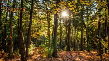 La Fundación Artemisan pide el desarrollo de un nuevo Plan Forestal Nacional debido al aumento de incendios