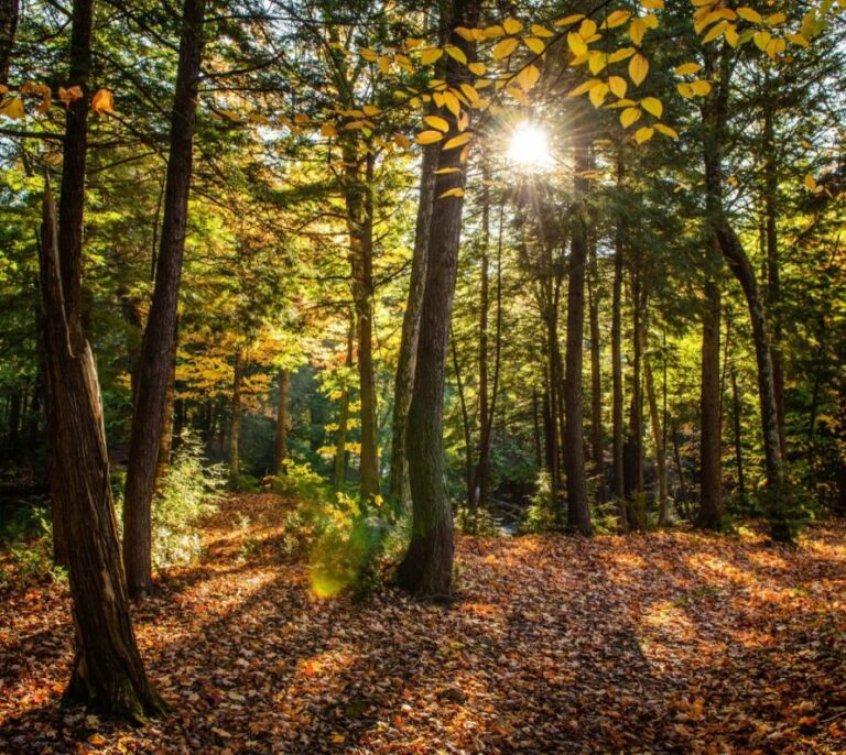 La Fundación Artemisan pide el desarrollo de un nuevo Plan Forestal Nacional debido al aumento de incendios