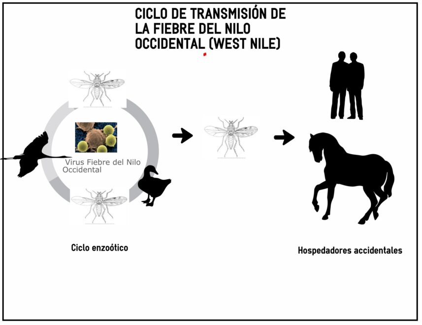 Ciclo de transmisión de la Fiebre del Nilo Occidental, tras detectar aumento de mosquitos transmisores en Barbate y Vejer