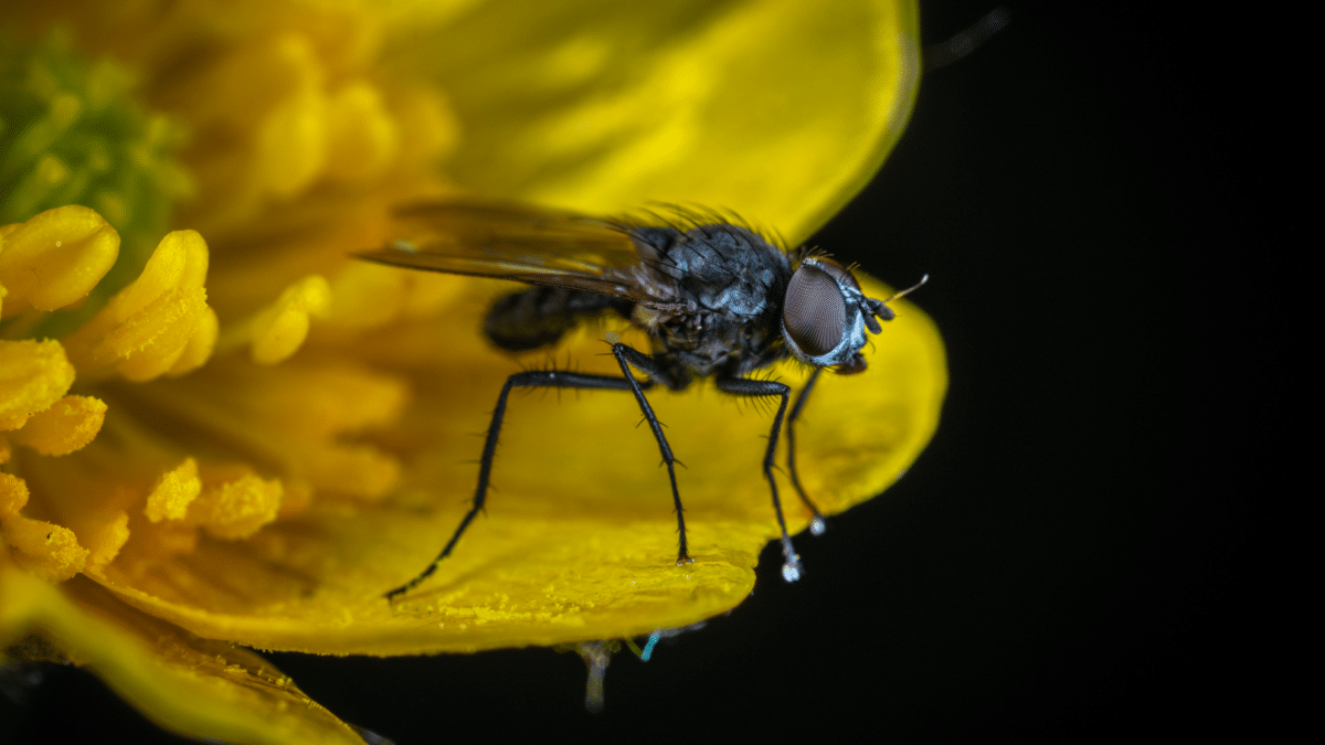 Una mosca negra, que se propaga en España y cuya picadura resulta mucho más grande que la de otros insectos