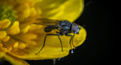 Así es la picadura de la mosca negra, la plaga que amenaza a España por el calor