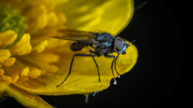 Así es la picadura de la mosca negra, la plaga que amenaza a España por el calor