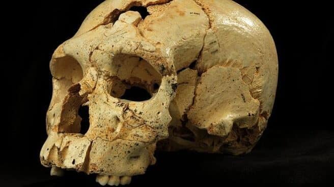 One of the skulls found in Atapuerca.