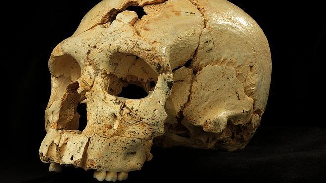 Uno de los cráneos hallados en Atapuerca.