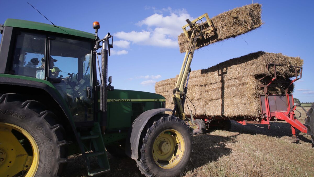 Un tractor durante la recogida de trigo en la parroquia de Calvo.