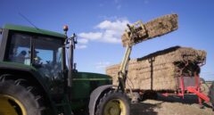 España afronta la peor cosecha de cereal en décadas por la sequía y necesitará importar mucho más