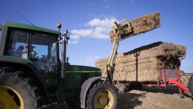 España afronta la peor cosecha de cereal en décadas por la sequía y necesitará importar mucho más