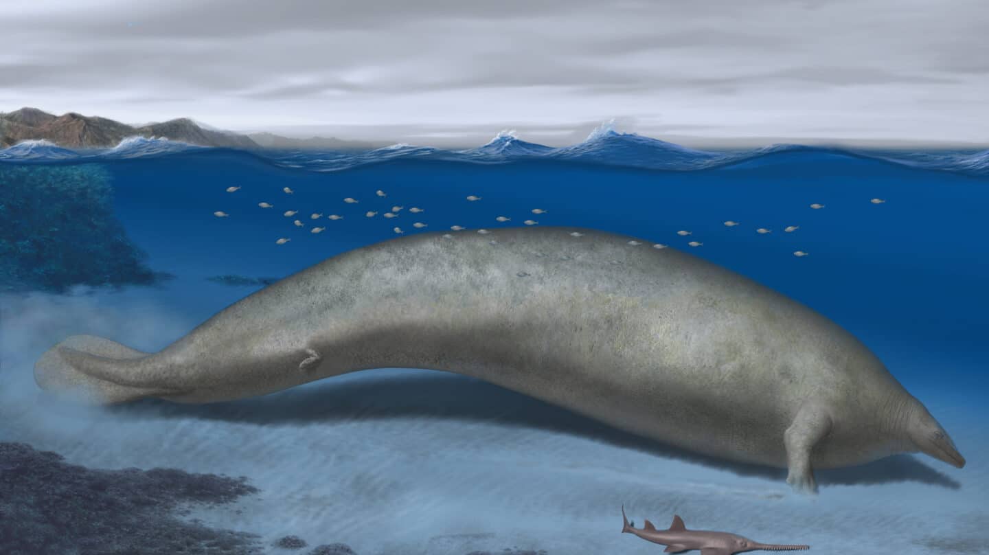 Reconstrucción de la ballena Perucetus colossus