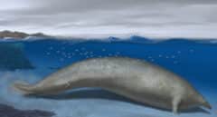 Los restos de una ballena extinta hallados en Perú sugieren que podría tratarse del animal más pesado de la historia