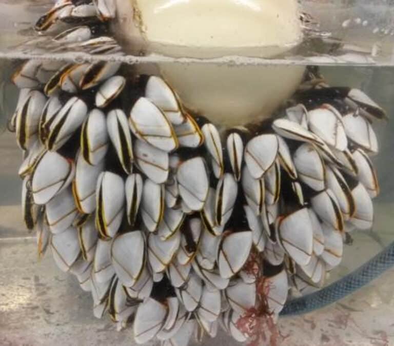 Percebes para resolver uno de los mayores misterios de la aviación: el vuelo perdido de Malaysia Airlines
