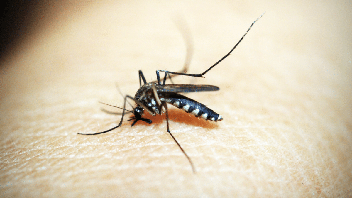 Un mosquito, tras detección de aumento de población de transmisores del virus del Nilo Occidental en Barbate y Vejer de la Frontera
