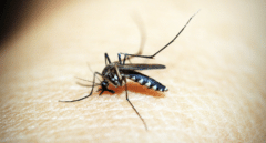 Aumenta la presencia de mosquitos transmisores del virus del Nilo Occidental en Barbate y Vejer