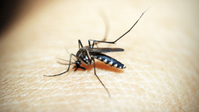 Aumenta la presencia de mosquitos transmisores del virus del Nilo Occidental en Barbate y Vejer