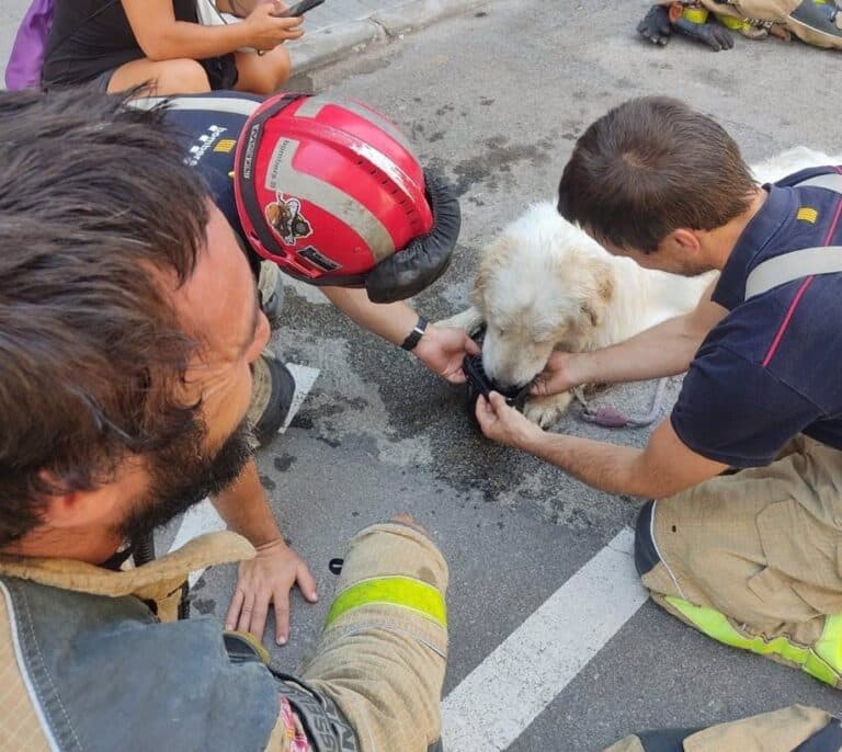 La Policía rescata a un perro que llevaba tres días encerrado en un balcón, al sol, sin agua ni comida