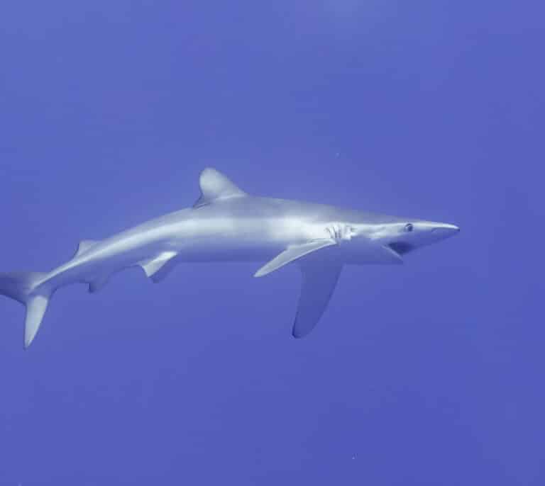 Oliva cierra la playa de Rabdells por la presencia de un tiburón
