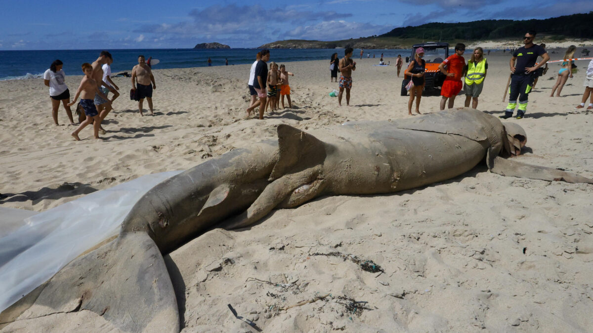 Tiburón varado en Ferrol