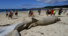 Encuentran un tiburón de casi ocho metros varado en una playa de Ferrol