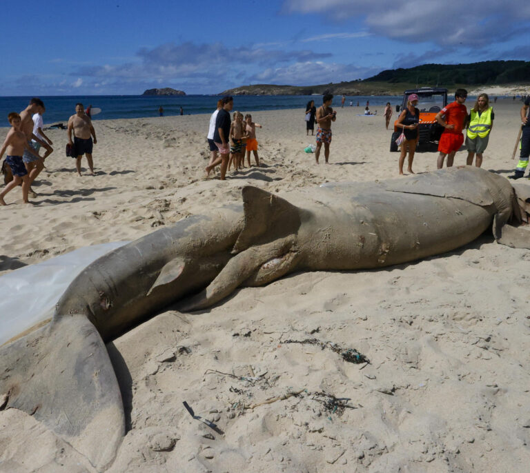Encuentran un tiburón de casi ocho metros varado en una playa de Ferrol