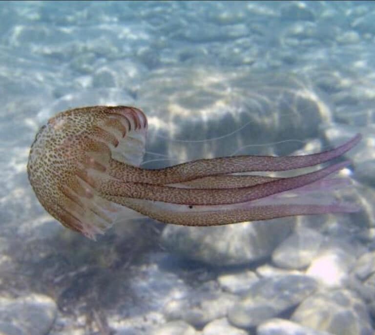 El mapa de las playas españolas con más medusas y más picaduras