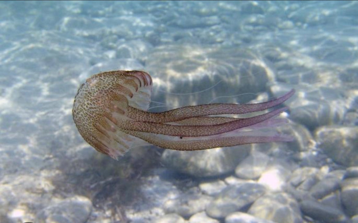 Pelagia noctiluca