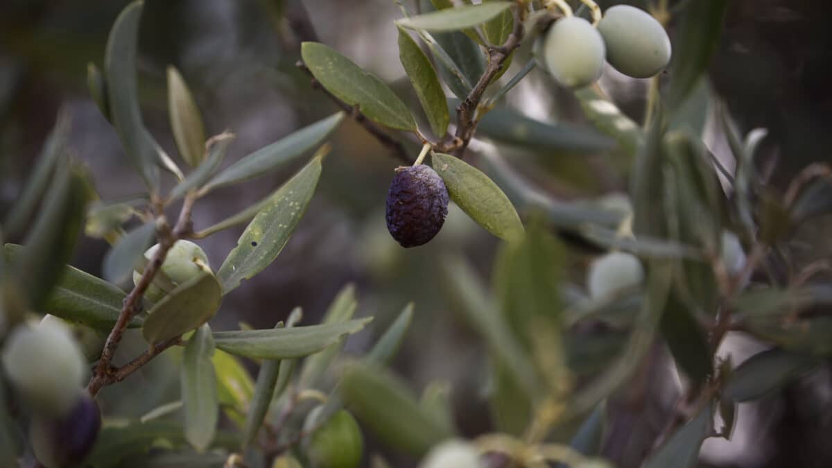 Una rama de olivo.