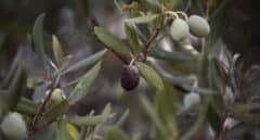 Aceite de oliva: los puntos negros de la subida de precios entre la almazara y el supermercado