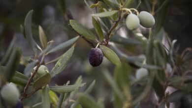 Aceite de oliva: los puntos negros de la subida de precios entre la almazara y el supermercado