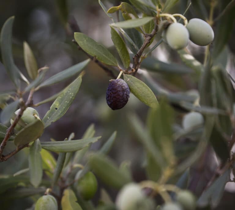 Aceite de oliva: los puntos negros de la subida de precios entre la almazara y el supermercado