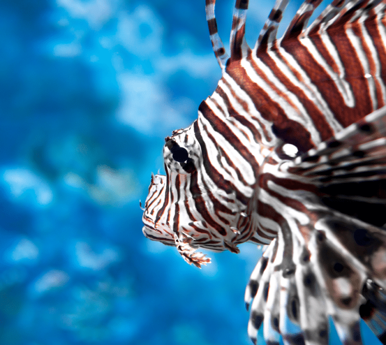 Los hipopótamos de Pablo Escobar y las miles de especies invasoras que amenazan el planeta