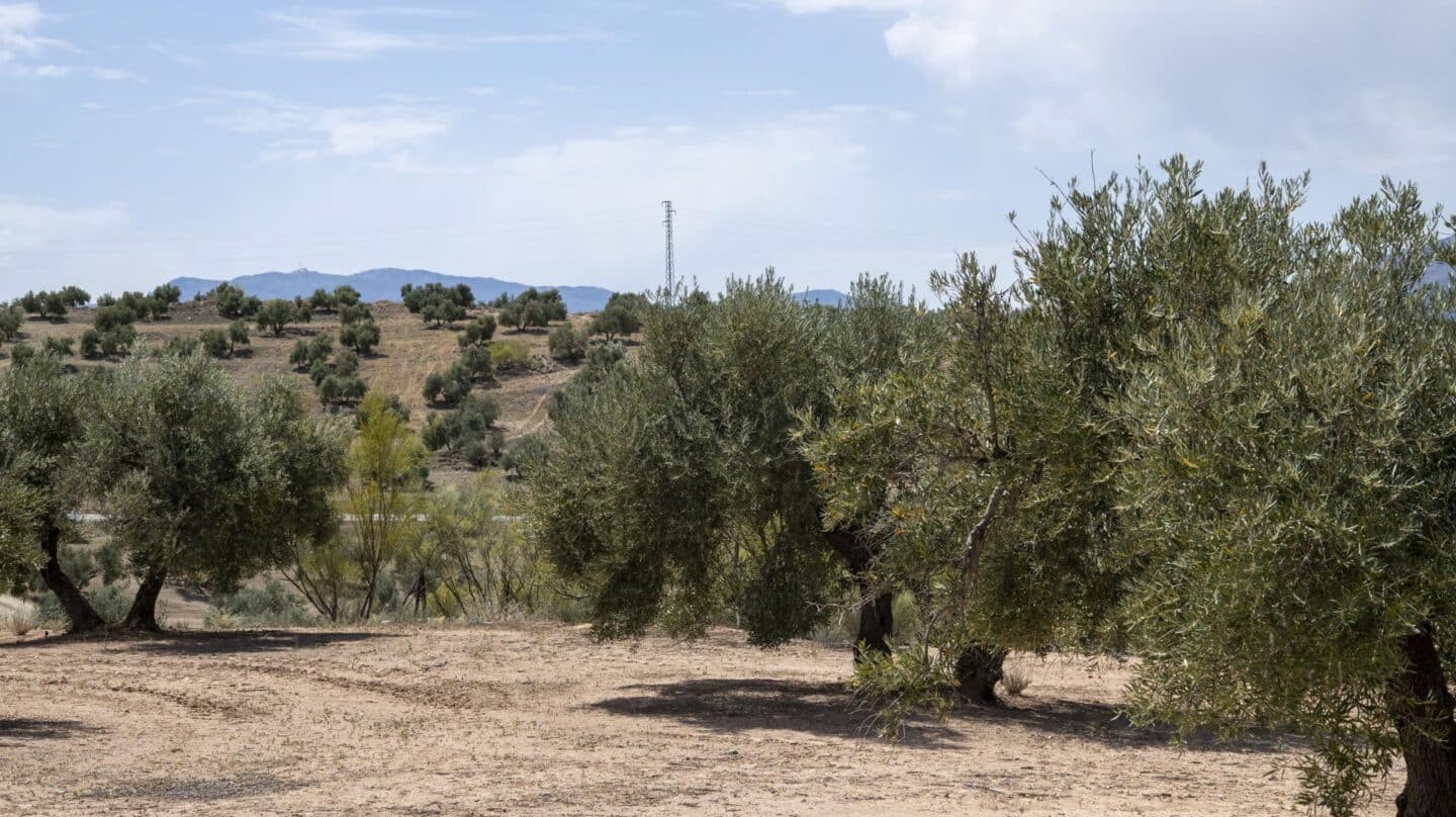 El aceite de oliva se encarece más que nunca en la historia al subir un 52% en un año