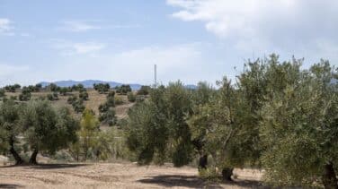El aceite de oliva se encarece más que nunca en la historia al subir un 52% en un año